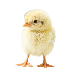 Obraz premium Adorable fuzzy chick with yellow feathers perched on white surface exuding innocence and freshness of spring