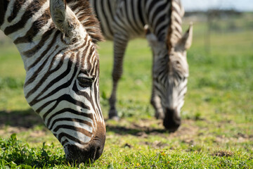zebra eating grass in a herd