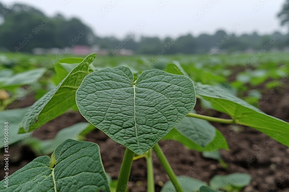 Poster heart shaped leaf in field of greenery capturing the essence of nature with a soft focus and serene 