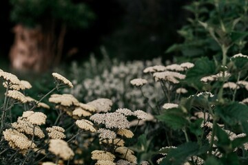 wildflowers in a field
