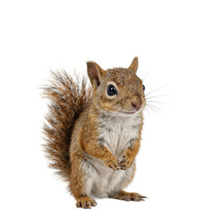 Adorable baby squirrel with bushy tail and bright eyes exuding playfulness and curiosity on a clean white backdrop