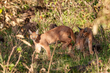 Caracal