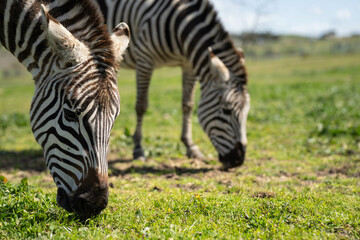 zebra eating grass in a herd