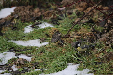 great tit (Parus major) sitting in the branches of a tree. The great tit (Parus major) is a passerine bird in the tit family Paridae.
