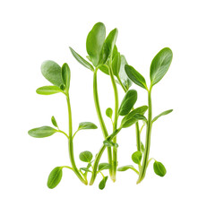 Obraz premium Fresh snow pea sprouts on Transparent background showcasing their vibrant green color and delicate structure, Snow pea sprouts isolated on PNG background