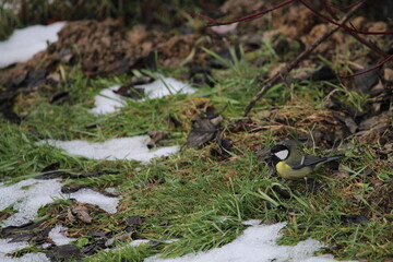 great tit (Parus major) sitting in the branches of a tree. The great tit (Parus major) is a passerine bird in the tit family Paridae.
