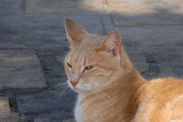 Fototapeta premium Tabby cat sitting on stone pavement in greece