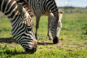 zebra eating grass in a herd
