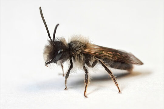 Closeup on a male Large Sallow mining bee, Andrena picata on white background
