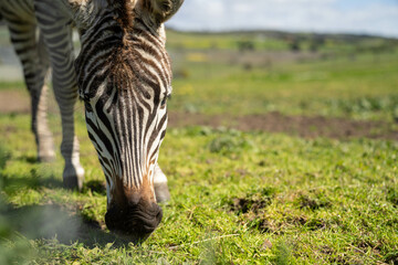 zebra eating grass in a herd