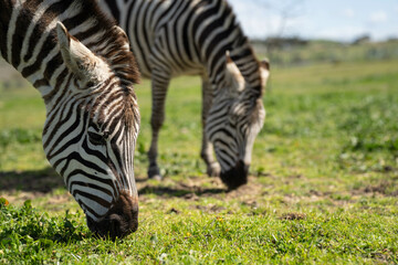 zebra eating grass in a herd