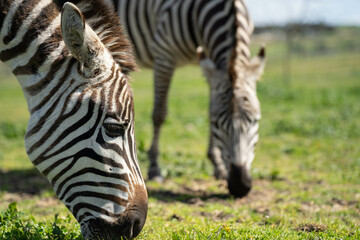 zebra eating grass in a herd