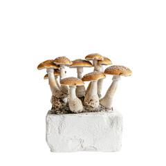 a group of mushrooms sitting on top of a white block