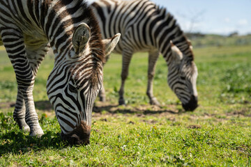 zebra eating grass in a herd