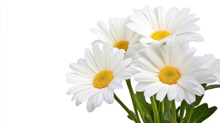 Bright White Daisies Close Up Bouquet