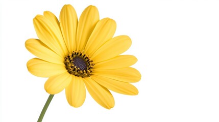 Bright Yellow Daisy Flower on White Background