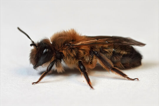 Closeup on a female Large Sallow mining bee, Andrena picata on white background