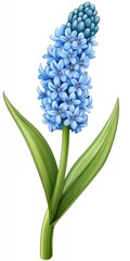 Obraz premium Light Blue Hyacinth Flower with Green Leaves on White Background