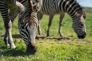 zebra eating grass in a herd
