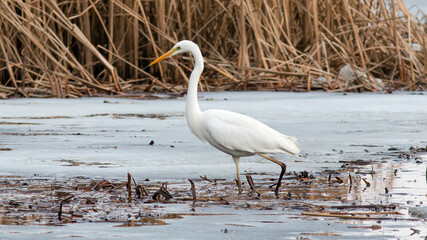 great white heron