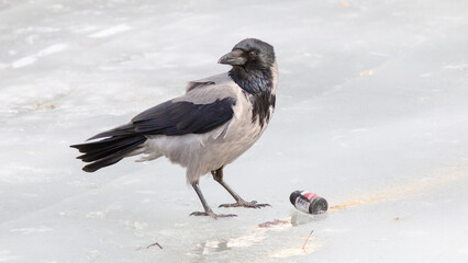 crow in snow