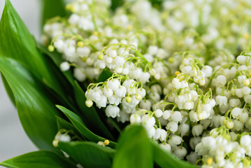 close-up of delicate white lily of valley flowers with green leaves, elegant beauty and soft fragrance. background enhances spring, purity, elegance freshness, ideal for themes of nature, floristry