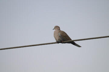 Eurasian collared dove, Streptopelia decaocto aka Eurasian Collared Dove perched on the electric wire. Isolated on blue background. Eurasian collared dove sitting on a electrical cable with blue sky
