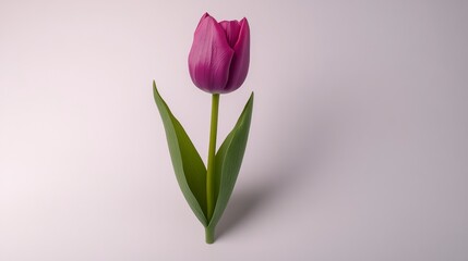 Purple Tulip Pixel Art Close up of a Single Flower on White Background