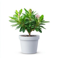 Small Rhododendron Plant with Light Pink Flowers in a Gray Pot