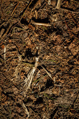 Natural pine forest ground with some leaves, twigs and seeds. Forest soil texture background