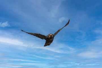 A rare Northern Hawk Owl from the Boreal forest in flight with its wings spread