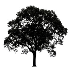 Silhouette of a solitary tree with intricate branches against a Transparent background, Image tree silhouette isolated on PNG background
