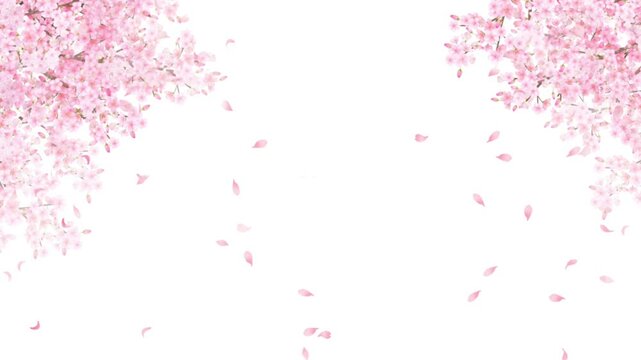 美しく華やかな満開の桜の花と花びら舞い散る春の白バック動画素材イラスト