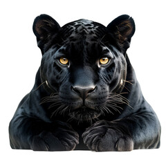 Fototapeta premium Majestic Black Panther Portrait Powerful, Wild, Feline, Intense Gaze