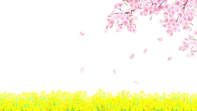 green grass with flowers cherry blossom- short video of cherry blossoms 