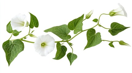 Obraz premium Fresh Bindweed Sprig with Lush Green Leaves Isolated on a Bright Background