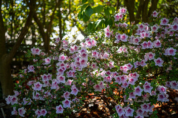 family exploring nature and a mother daughter in botanical garden playing