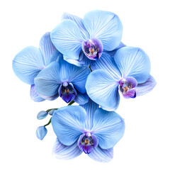 Serene Blue Orchids Delicate Petals Peaceful Blooms Stunning Floral Beauty