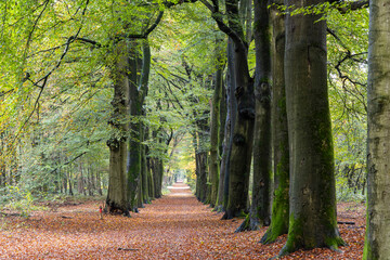 Beech avenue in the forest during autumn at Veluwe Gelderland in The Netherlands