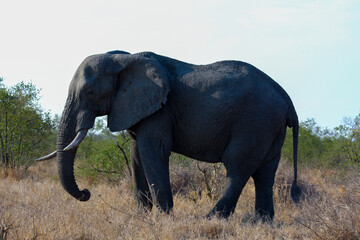 Elephants in Kruger Park South Africa