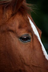 Obraz premium close-up of an eye of a brown horse's head with white blaze