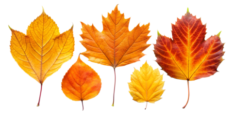 Set of different leaf