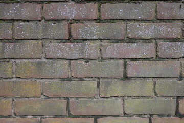A brick wall with a green mossy covering