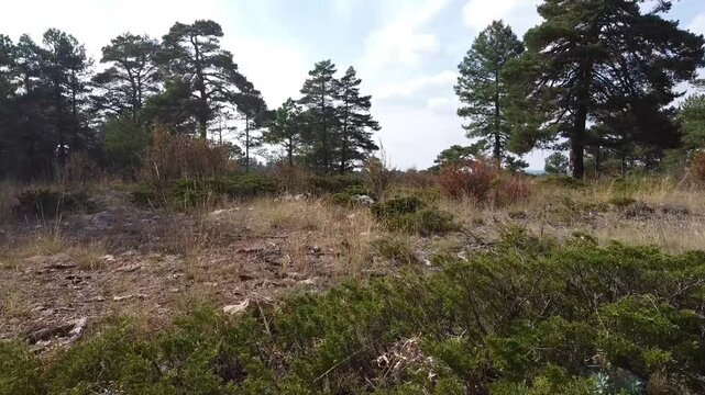 Low Altitude Forward Traveling Over Juniper Shrubs in a Mediterranean Forest in Spain - 582
