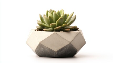 A small succulent plant in a geometric planter on a white isolated background