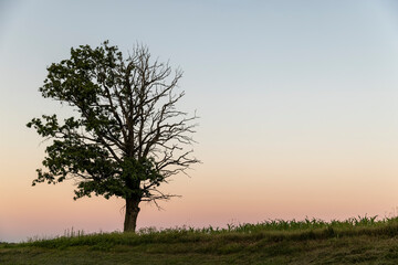 Fototapeta premium a half withered tree grows on a hill near sunset