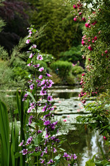 Malva plant growing by a pond in Monet's garden on a summer day in Giverny, France.