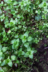 Little green leaves with water drops in the garden, top view. Watercress or yellowcress (Nasturtium officinale) is a species of aquatic flowering plant.