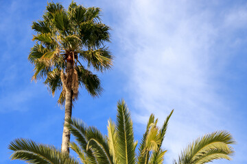 Palm tree against the background of the blue sky - Barcelona