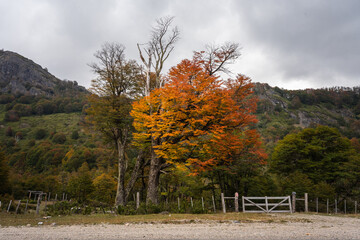Peak autmn colours in beautiful nothern patagonia